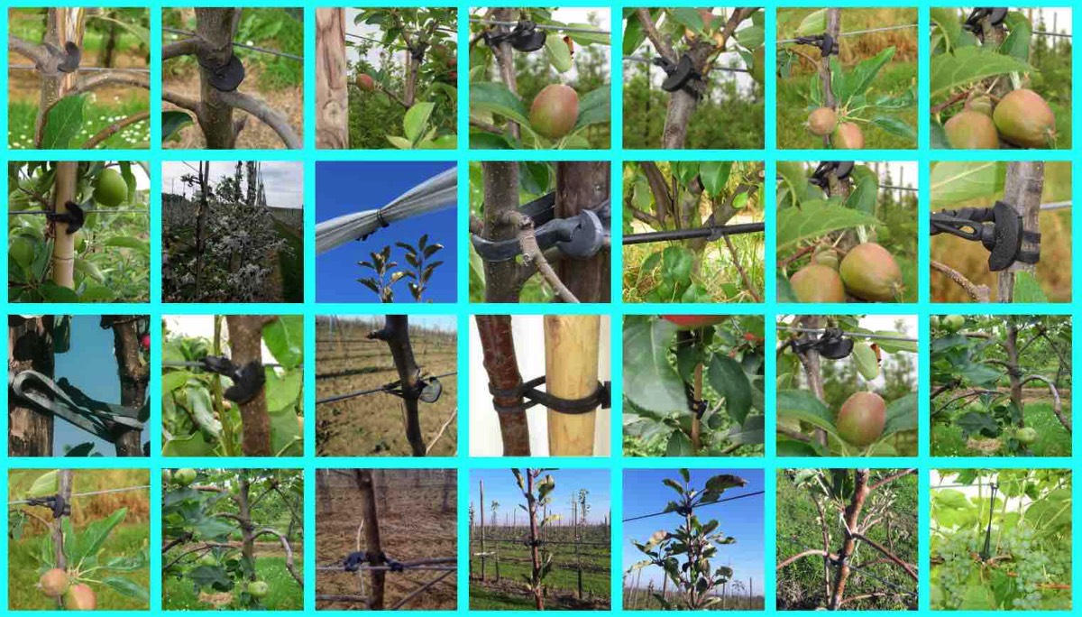 Tree Fix collage