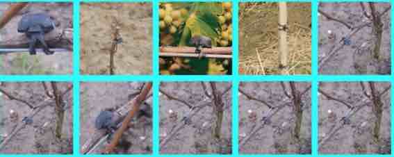 Viticulture collage