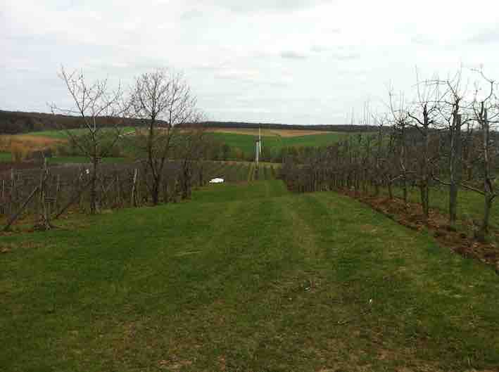 Une tour loin dans le verger